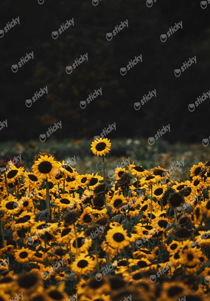 Πίνακας σε Καμβά RUSTIC FARMHOUSE SUNFLOWERS 5