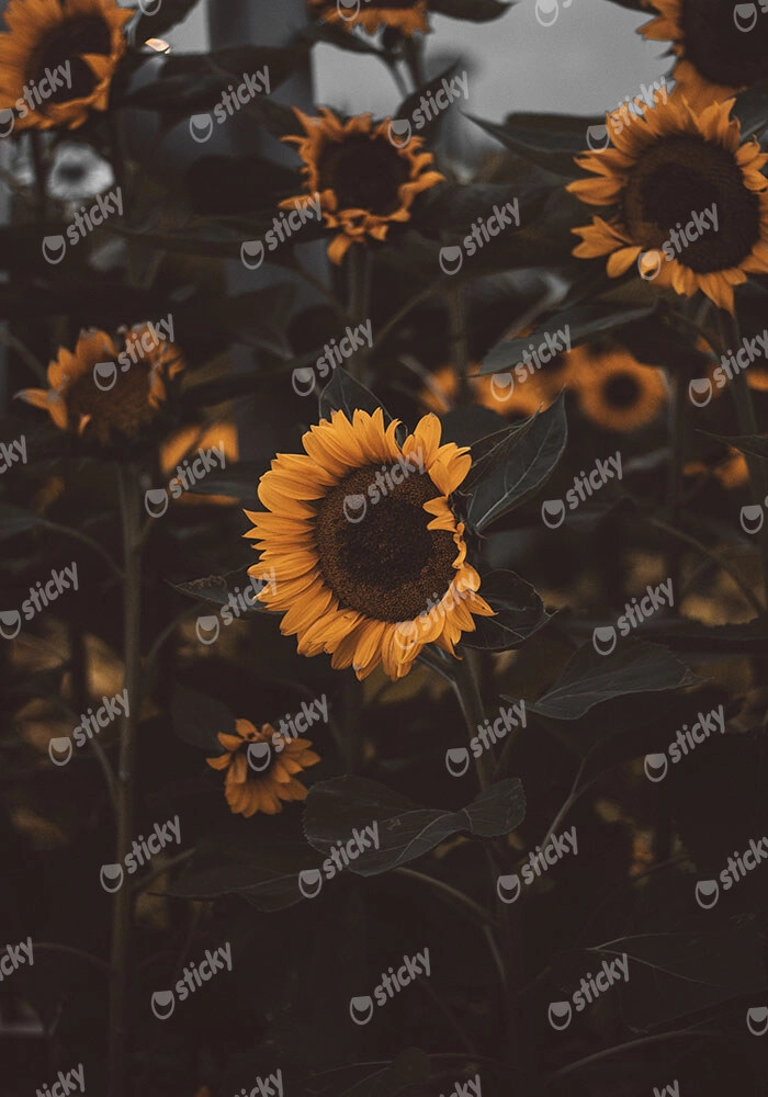 Πίνακας σε Καμβά RUSTIC FARMHOUSE SUNFLOWERS 6
