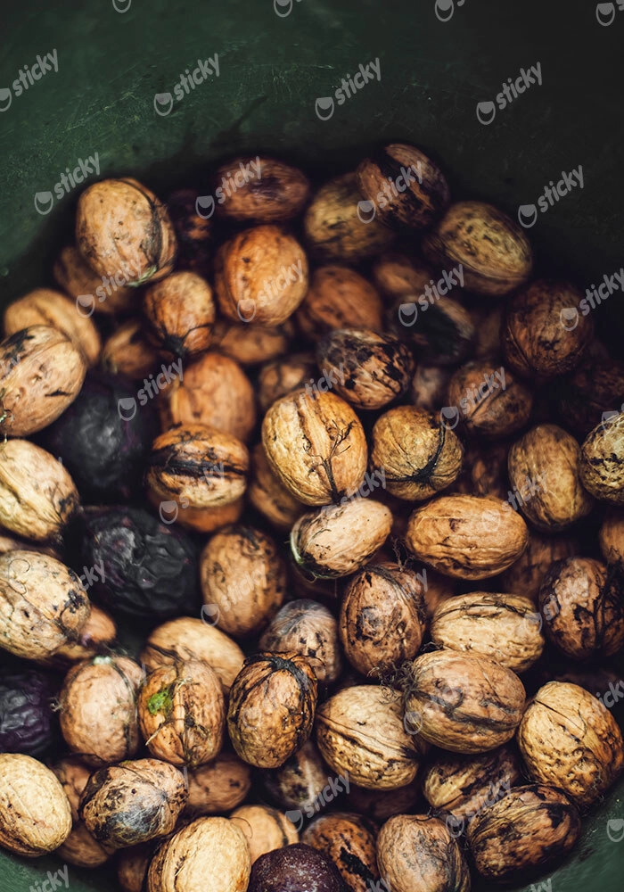 Πίνακας σε Καμβά RUSTIC FARMHOUSE WALNUTS