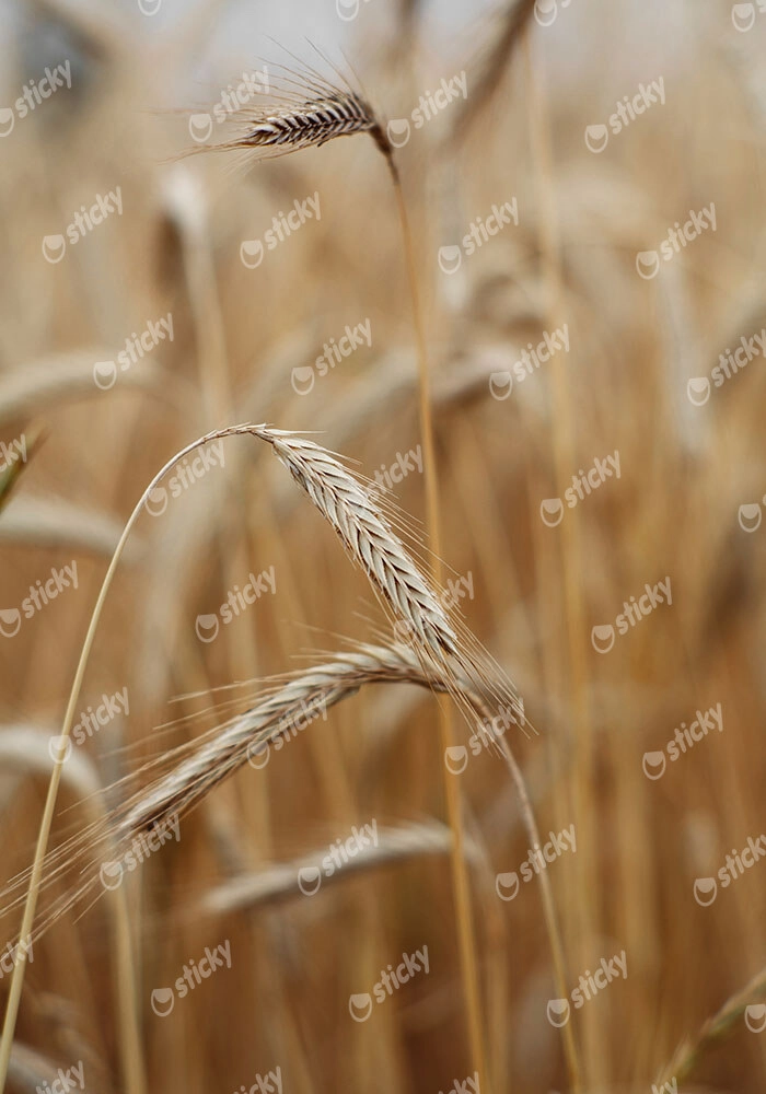 Πίνακας σε Καμβά RUSTIC FARMHOUSE WHEAT 4