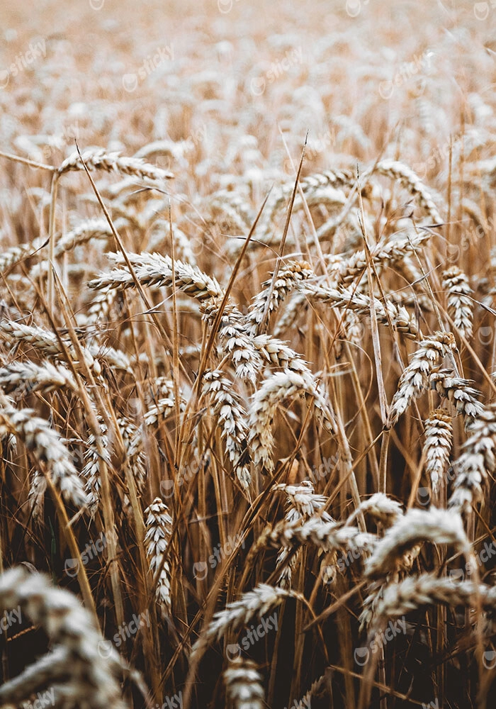 Πίνακας σε Καμβά RUSTIC FARMHOUSE WHEAT 5