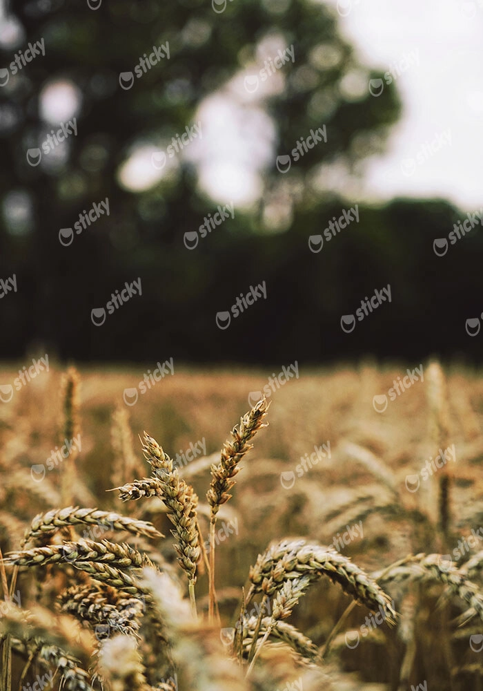 Πίνακας σε Καμβά RUSTIC FARMHOUSE WHEAT FIELD 5