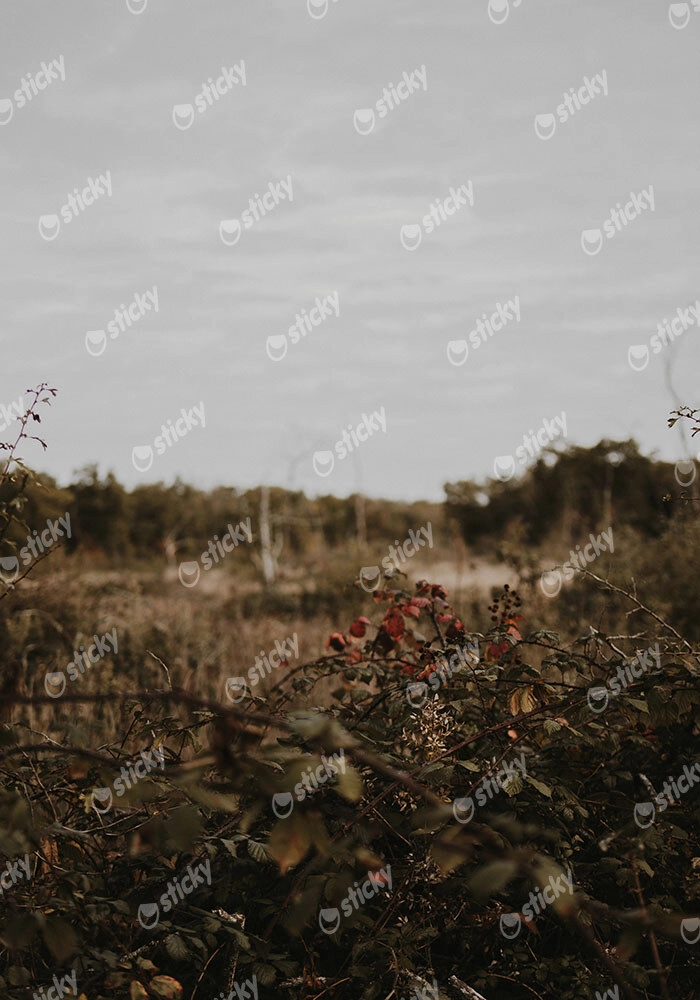 Πίνακας σε Καμβά RUSTIC FARMHOUSE WILD BERRIES