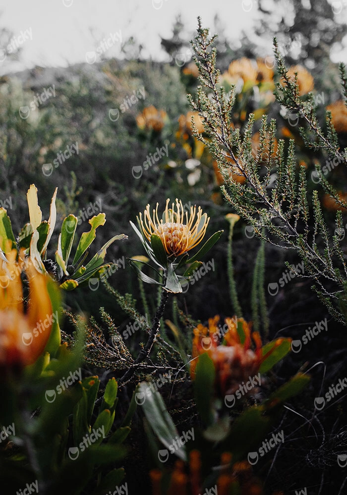 Πίνακας σε Καμβά RUSTIC FARMHOUSE WILD FLOWERS
