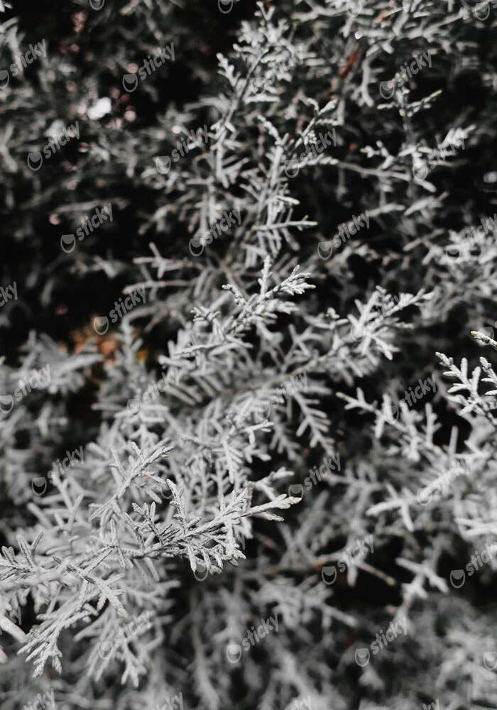 Πίνακας σε Καμβά RUSTIC FARMHOUSE WINTER LEAVES