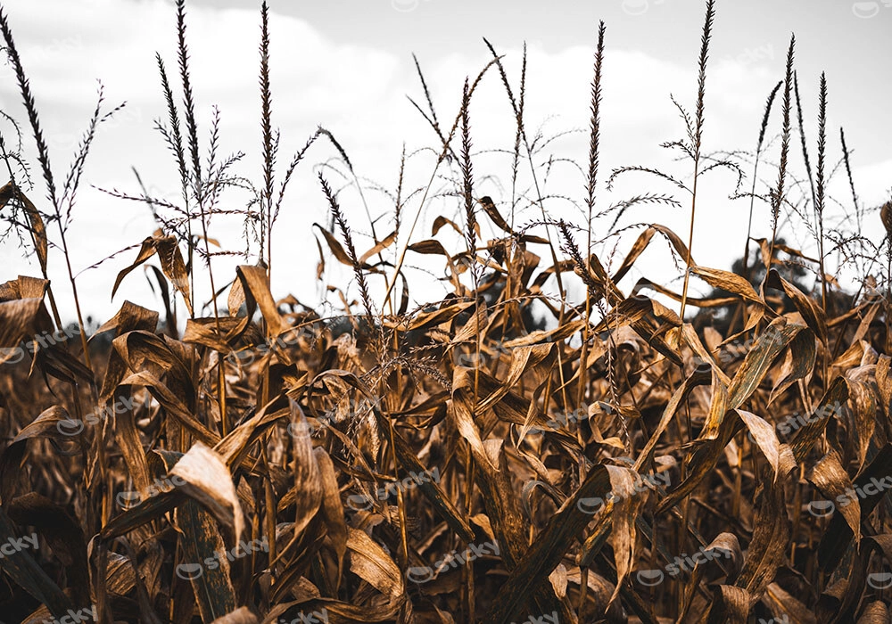 Πίνακας σε Καμβά RUSTIC FARMHOUSE CORN FIELD