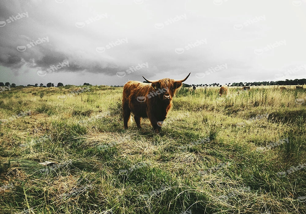 Πίνακας σε Καμβά RUSTIC FARMHOUSE COW 14