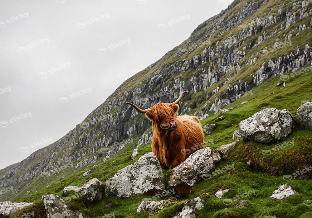 Πίνακας σε Καμβά RUSTIC FARMHOUSE COW 15