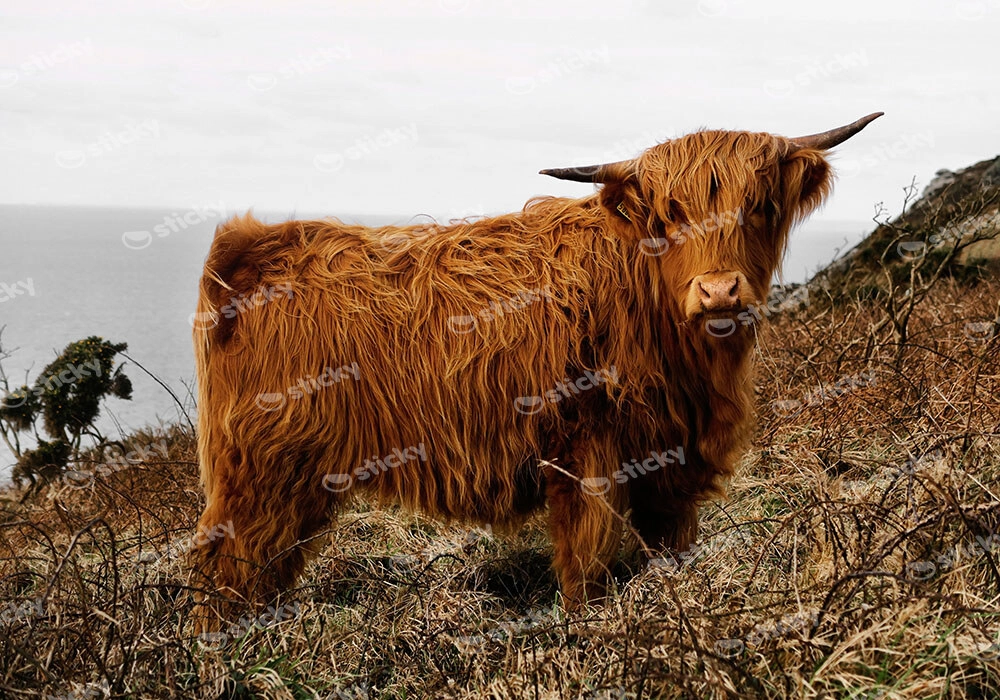Πίνακας σε Καμβά RUSTIC FARMHOUSE COW 16