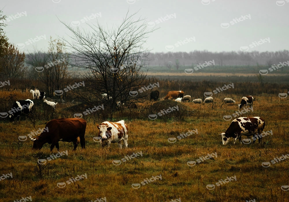 Πίνακας σε Καμβά RUSTIC FARMHOUSE COWS 8