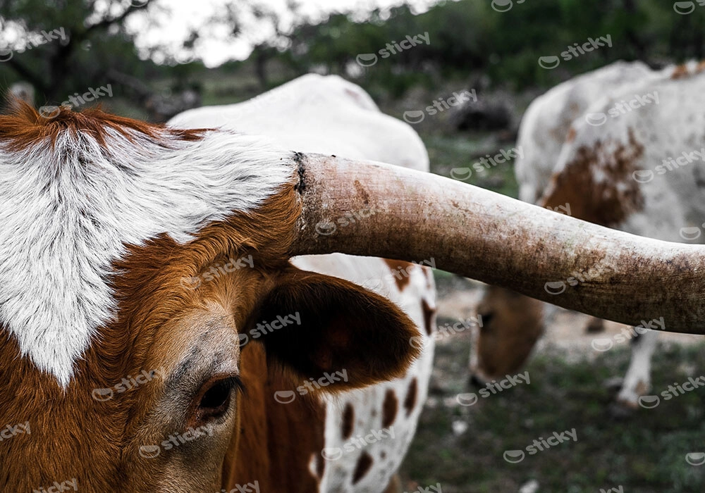 Πίνακας σε Καμβά RUSTIC FARMHOUSE COWS 9