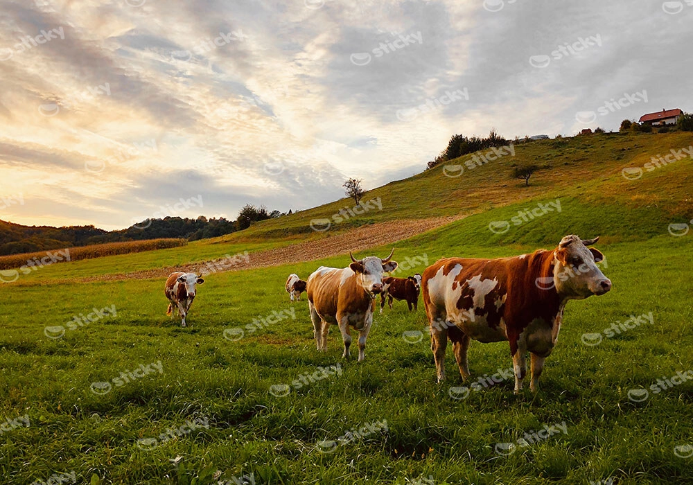 Πίνακας σε Καμβά RUSTIC FARMHOUSE COWS 10