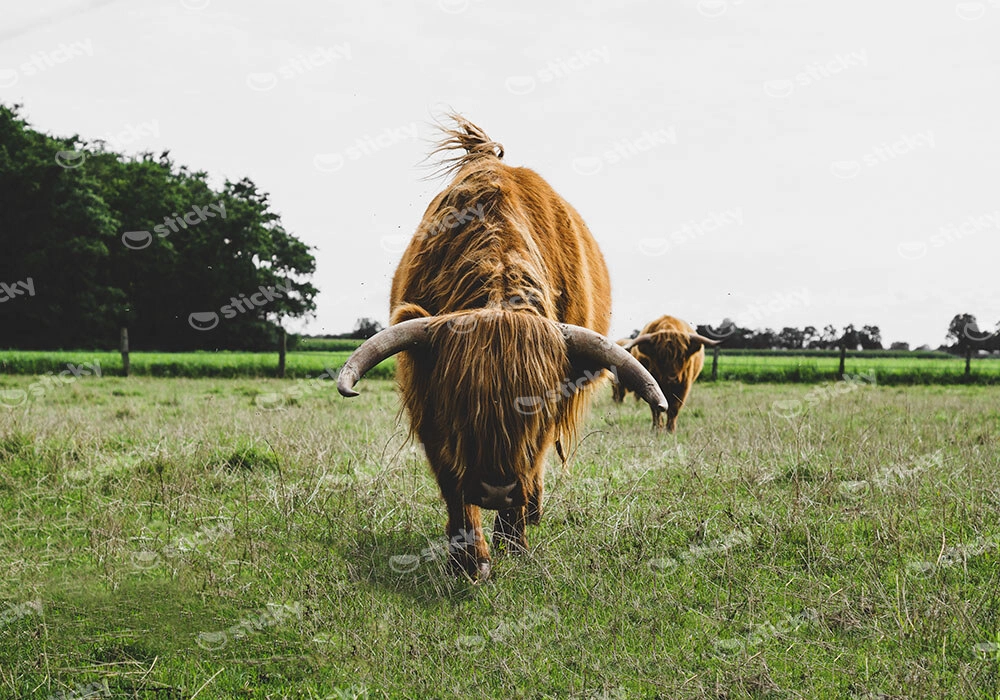 Πίνακας σε Καμβά RUSTIC FARMHOUSE COWS 11
