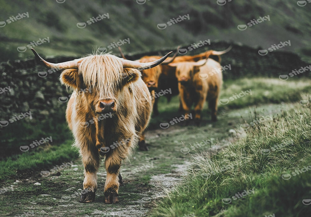 Πίνακας σε Καμβά RUSTIC FARMHOUSE COWS 12