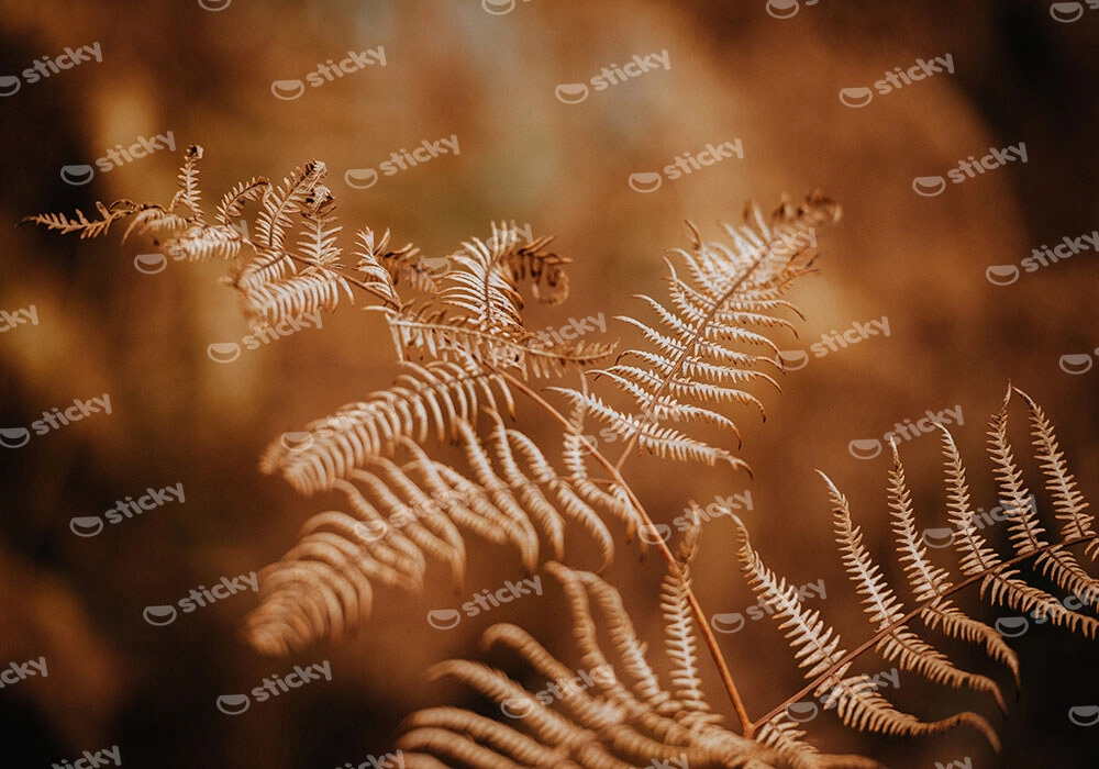 Πίνακας σε Καμβά RUSTIC FARMHOUSE FERN