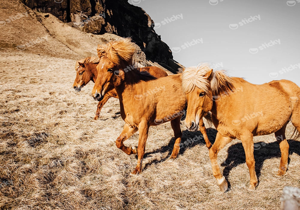 Πίνακας σε Καμβά RUSTIC FARMHOUSE HORSES 4