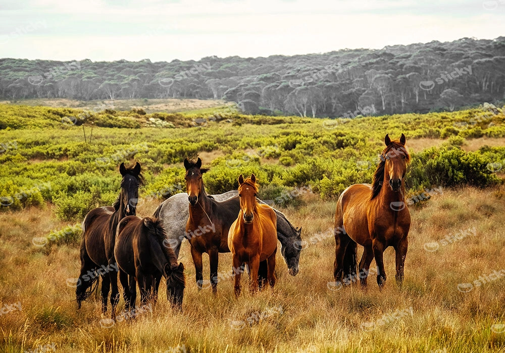 Πίνακας σε Καμβά RUSTIC FARMHOUSE HORSES 5