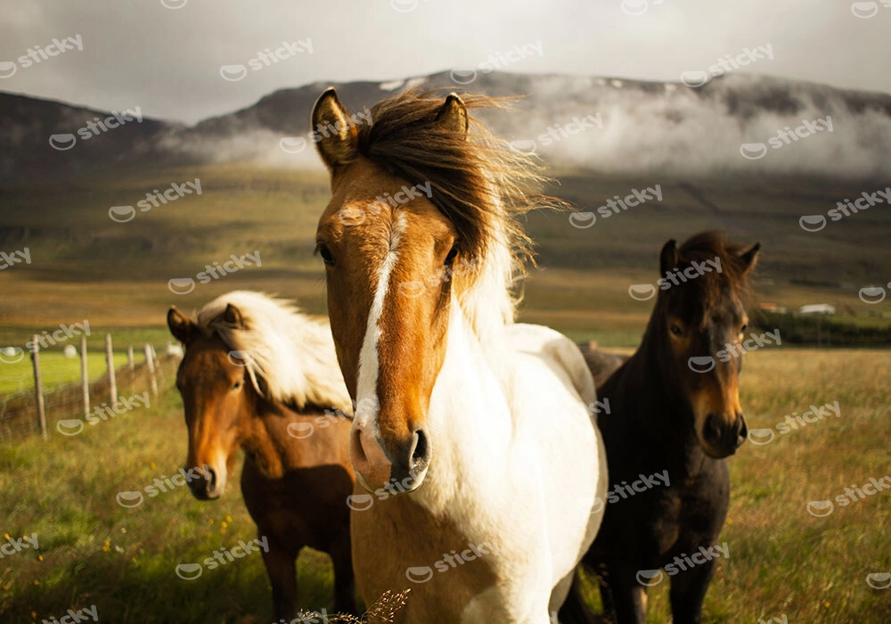 Πίνακας σε Καμβά RUSTIC FARMHOUSE HORSES 6