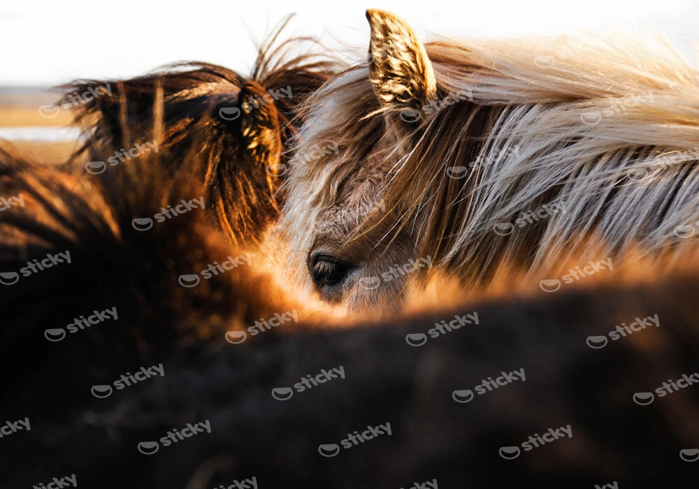 Πίνακας σε Καμβά RUSTIC FARMHOUSE HORSES 7