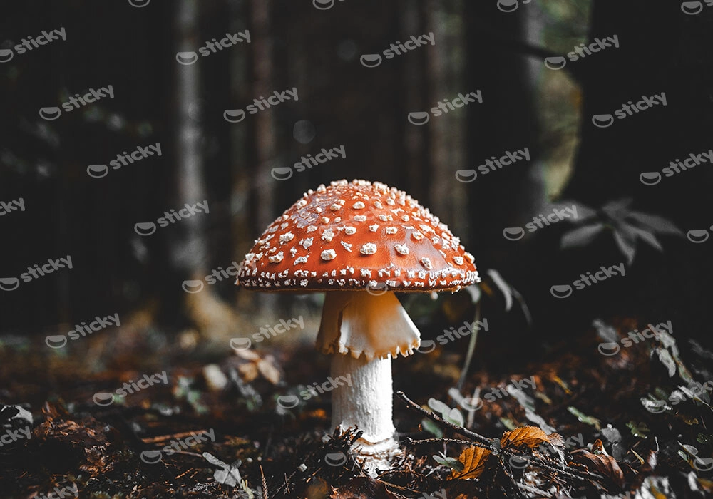 Πίνακας σε Καμβά RUSTIC FARMHOUSE MUSHROOM