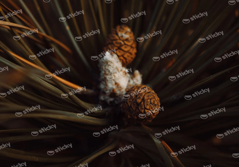 Πίνακας σε Καμβά RUSTIC FARMHOUSE PINE CONES 2