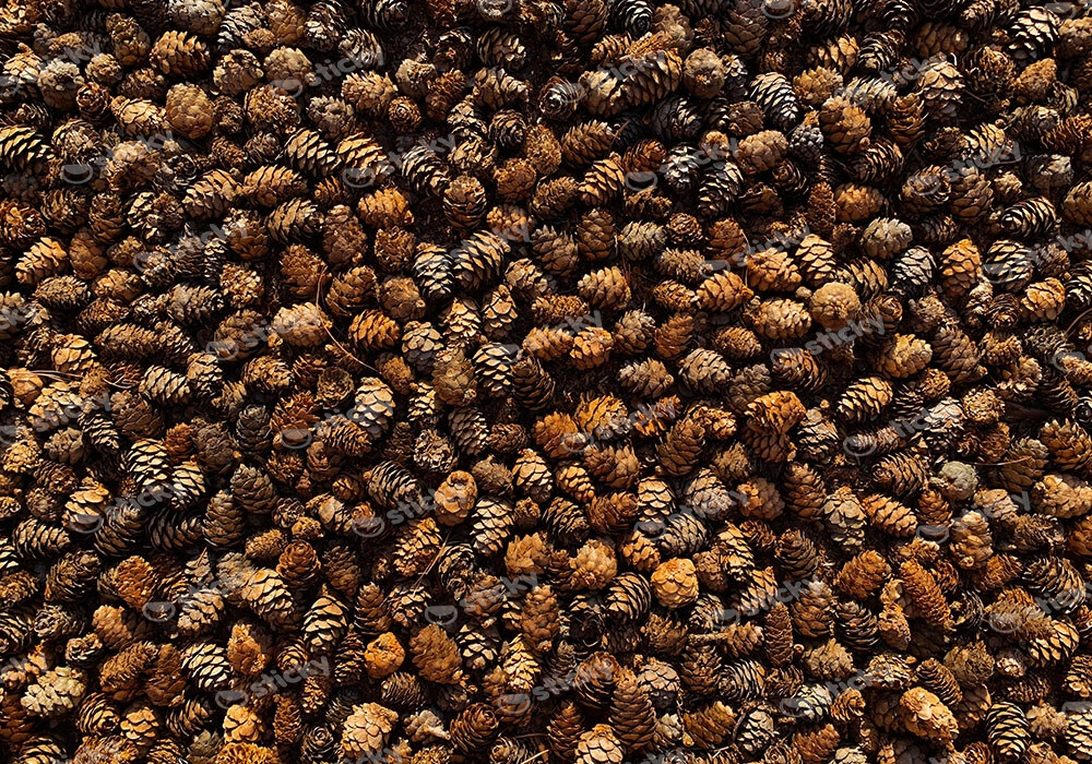 Πίνακας σε Καμβά RUSTIC FARMHOUSE PINE CONES