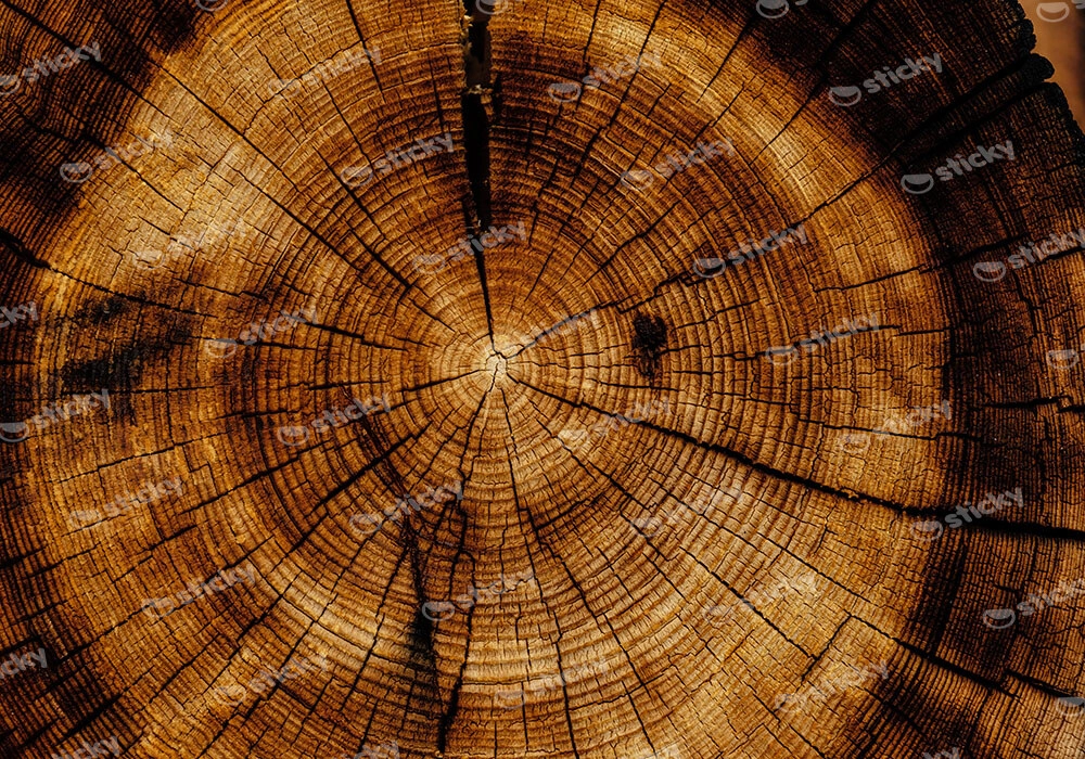 Πίνακας σε Καμβά RUSTIC FARMHOUSE WOOD TEXTURE 9