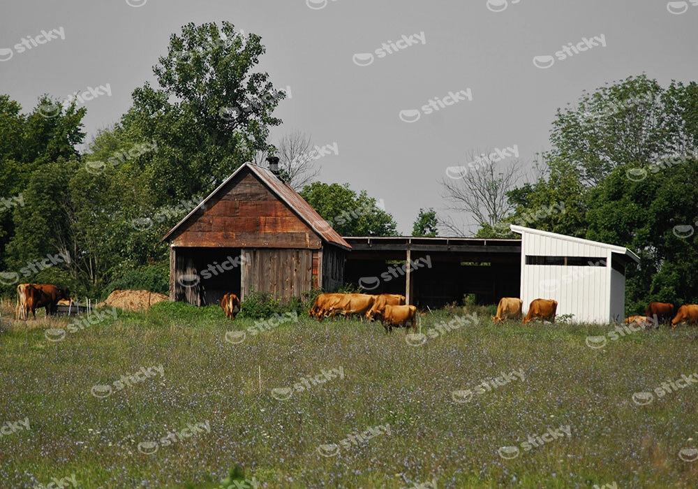 Πίνακας σε Καμβά RUSTIC FARMHOUSE BARN 19