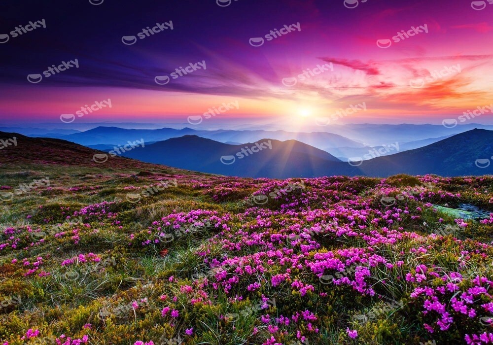 Πινακας σε καμβά MOUNTAIN FLOWERS