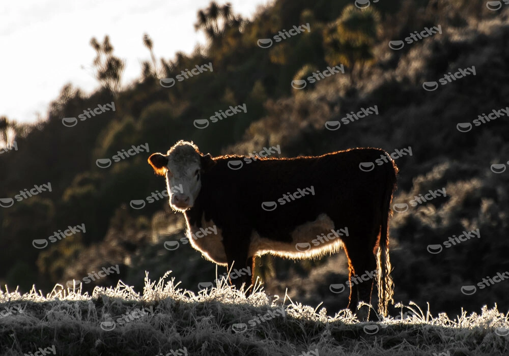 Πίνακας σε Καμβά RUSTIC FARMHOUSE COW 18