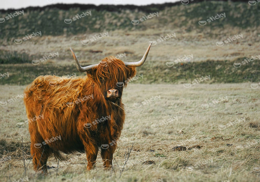 Πίνακας σε Καμβά RUSTIC FARMHOUSE COW 19