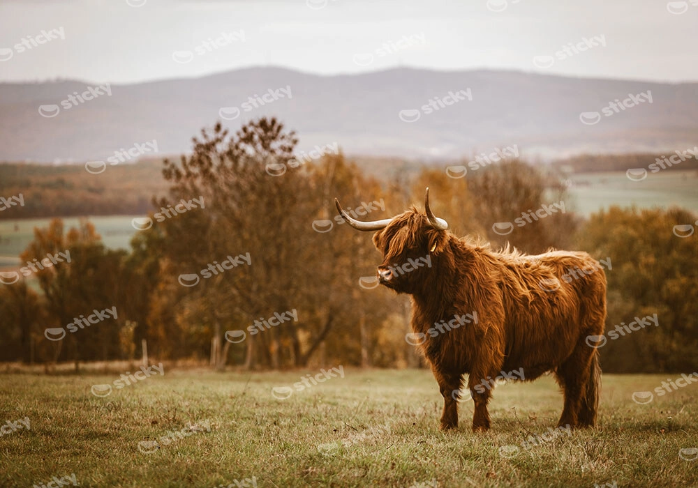 Πίνακας σε Καμβά RUSTIC FARMHOUSE COW 22