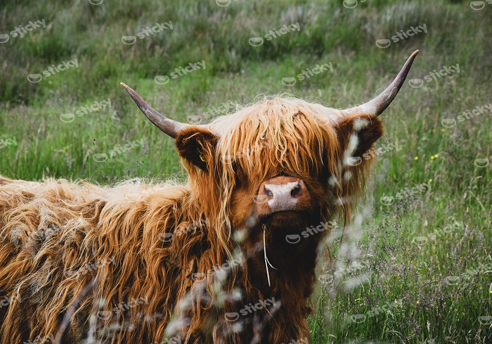 Πίνακας σε Καμβά RUSTIC FARMHOUSE COW 23