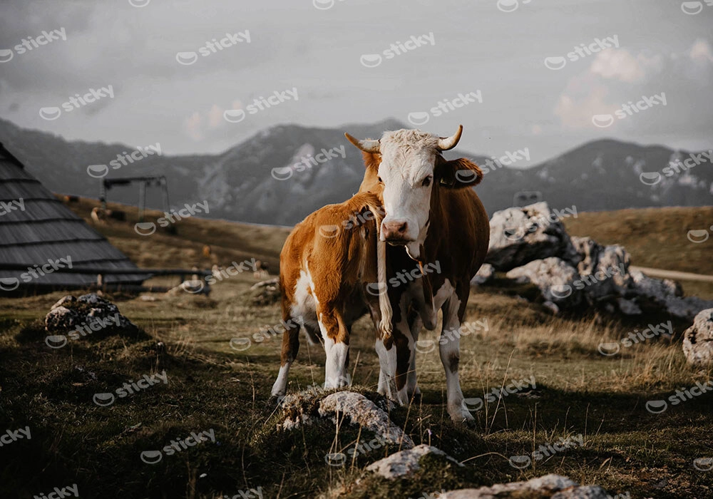 Πίνακας σε Καμβά RUSTIC FARMHOUSE COW 24