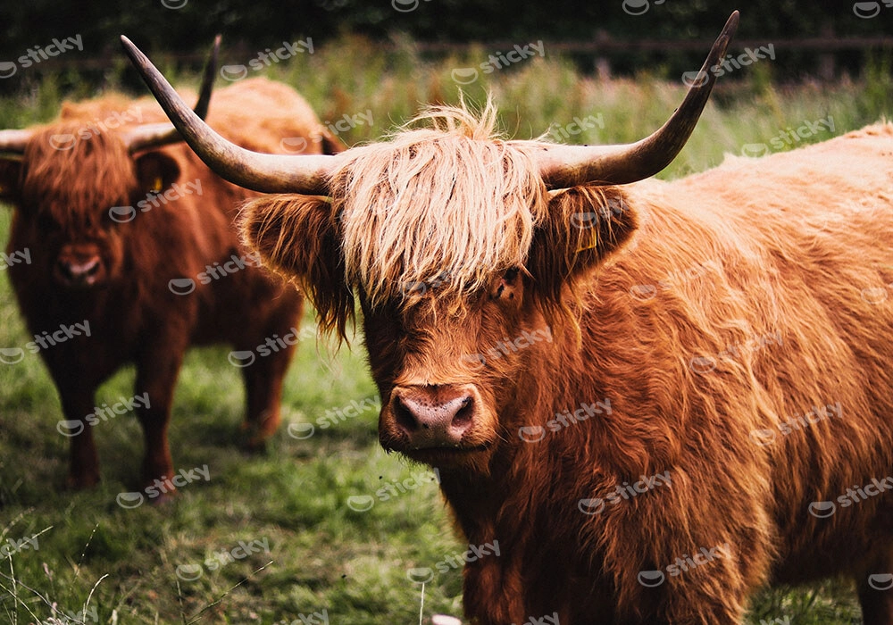 Πίνακας σε Καμβά RUSTIC FARMHOUSE COWS 13