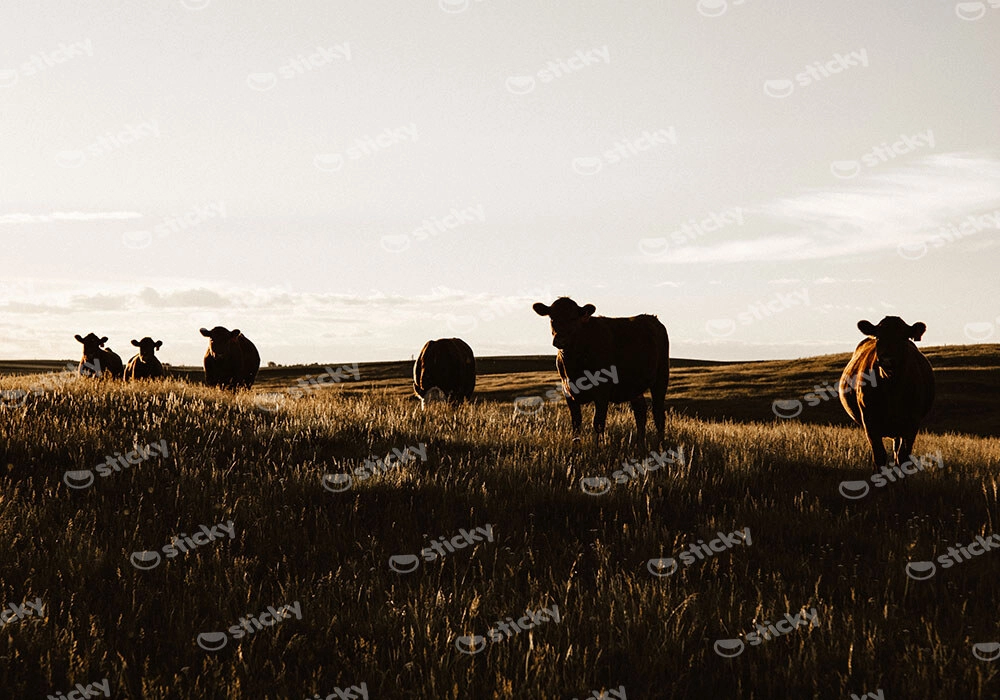 Πίνακας σε Καμβά RUSTIC FARMHOUSE COWS 14