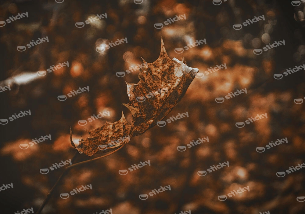 Πίνακας σε Καμβά RUSTIC FARMHOUSE DRIED LEAF