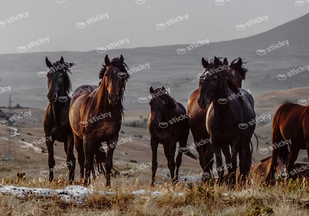 Πίνακας σε Καμβά RUSTIC FARMHOUSE HORSES 8