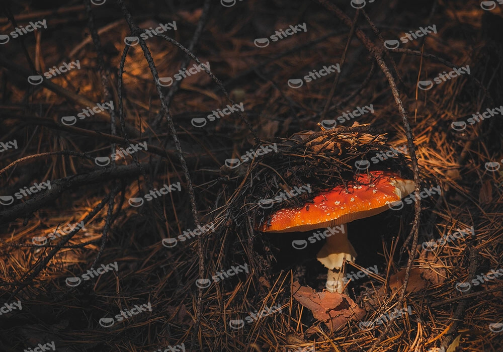 Πίνακας σε Καμβά RUSTIC FARMHOUSE MUSHROOM 2