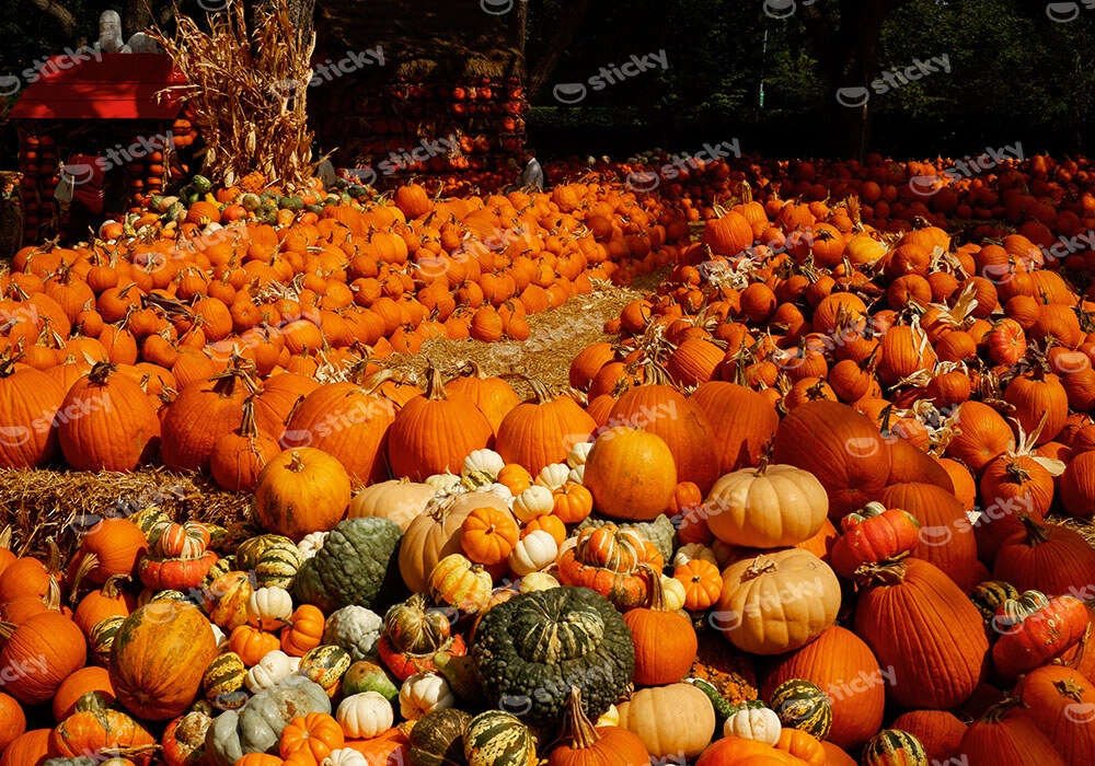 Πίνακας σε Καμβά RUSTIC FARMHOUSE PUMPKINS 6