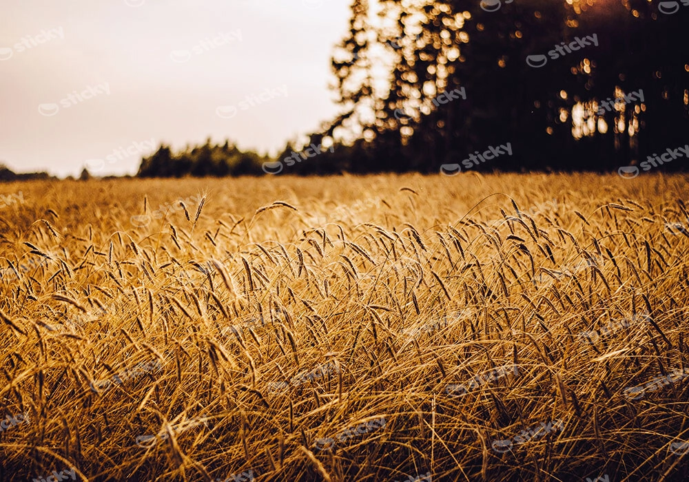 Πίνακας σε Καμβά RUSTIC FARMHOUSE WHEAT FIELD 6