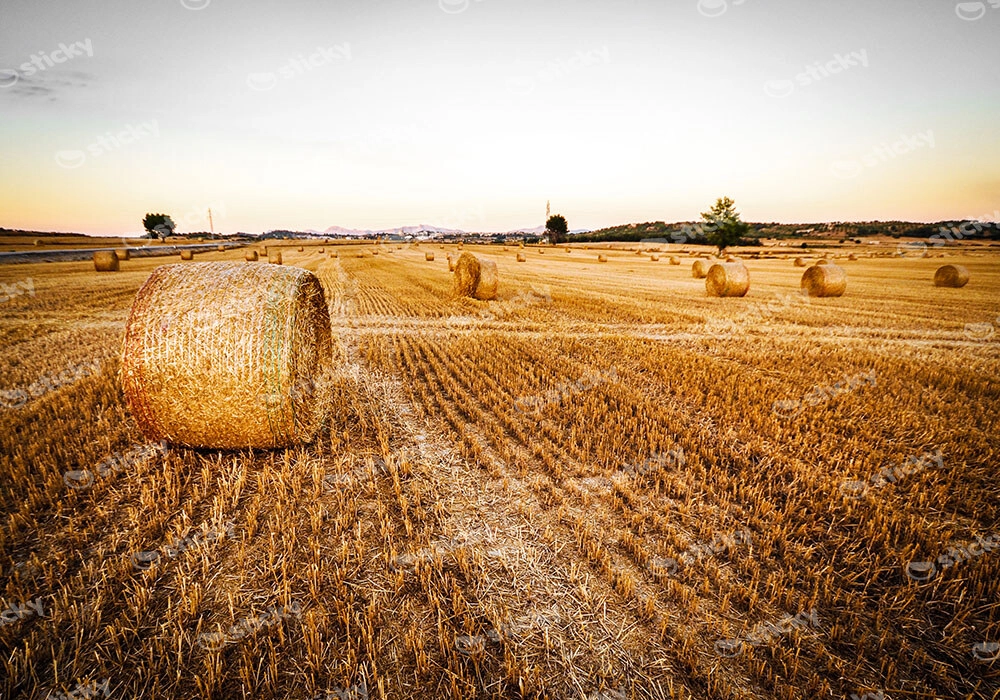 Πίνακας σε Καμβά RUSTIC FARMHOUSE WHEAT FIELD 7