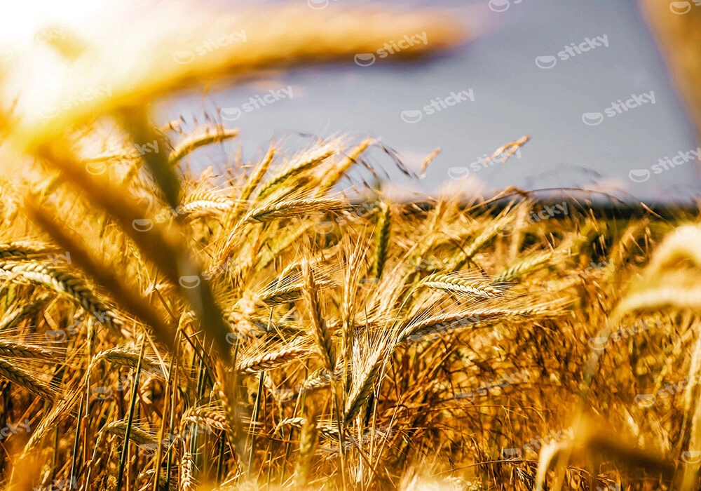 Πίνακας σε Καμβά RUSTIC FARMHOUSE WHEAT FIELD 8
