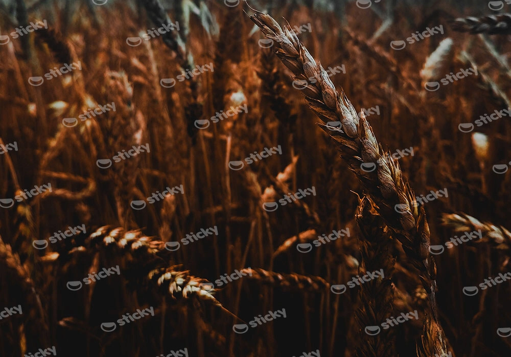 Πίνακας σε Καμβά RUSTIC FARMHOUSE WHEAT FIELD 10