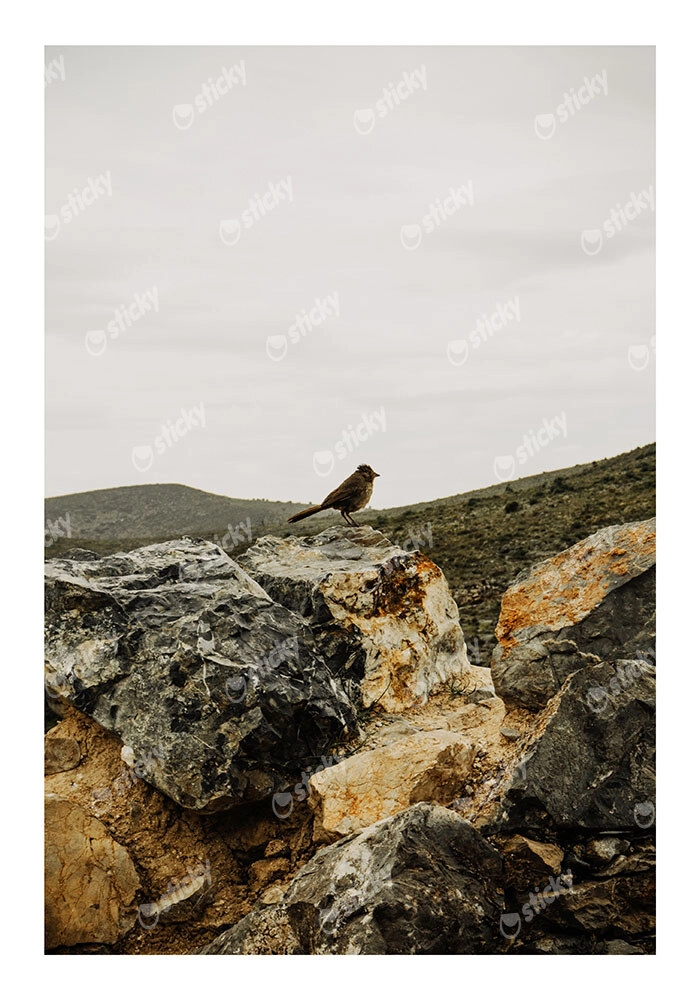Poster RUSTIC FARMHOUSE BIRD
