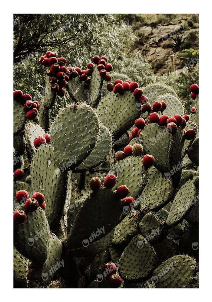 Poster RUSTIC FARMHOUSE CACTUS 2