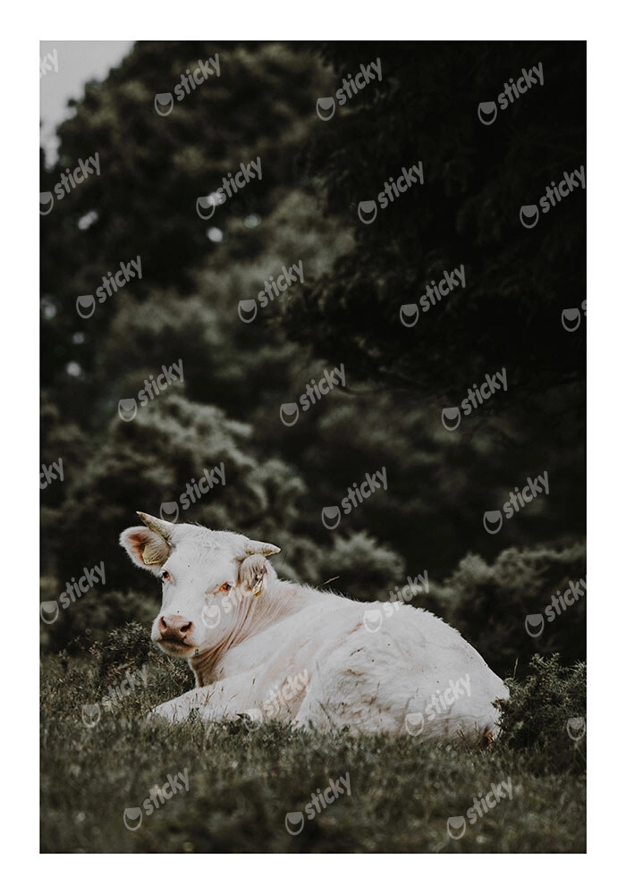 Poster RUSTIC FARMHOUSE CALF 2