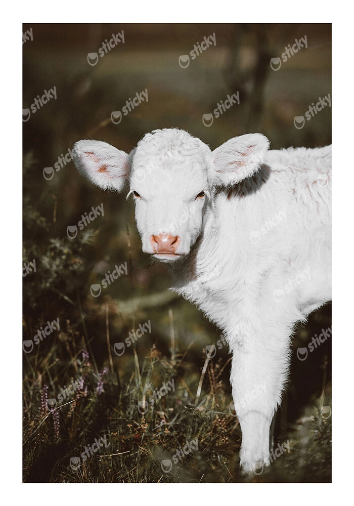 Poster RUSTIC FARMHOUSE CALF 3