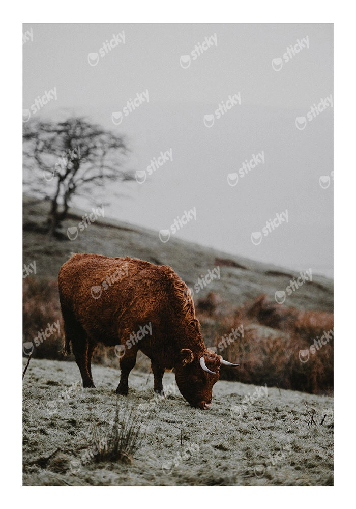 Poster RUSTIC FARMHOUSE COW 2