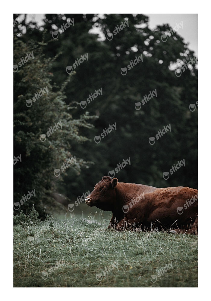 Poster RUSTIC FARMHOUSE COW 4